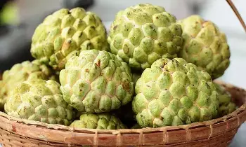 Custard Apple: సీతాఫలం  తప్పక తినాల్సిందేనా.?