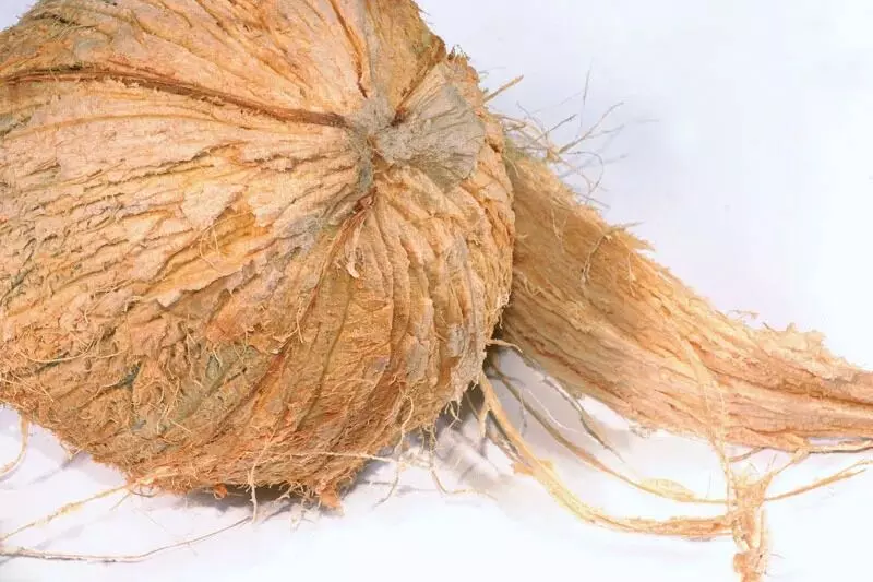 Coconut Without Husk: జుట్టు లేని కొబ్బరి కాయను కొట్టకూడదా? Coconut Without Husk: జుట్టు లేని కొబ్బరి కాయను కొట్టకూడదా?