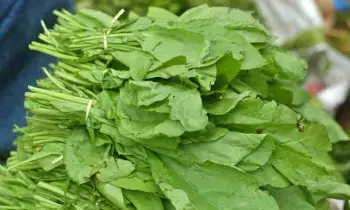 Spinach: పాలకూరతో ఎన్నో ప్రయోజనాలు.? కానీ అలాంటి వారు తింటే డేంజర్