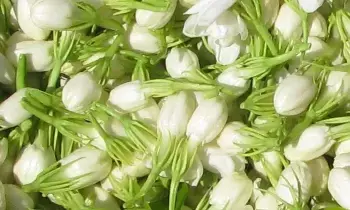 Jasmine Flowers: మల్లెపూలతో మస్త్ ఆరోగ్య లాభాలు.. ఆ సమస్యలకు చెక్