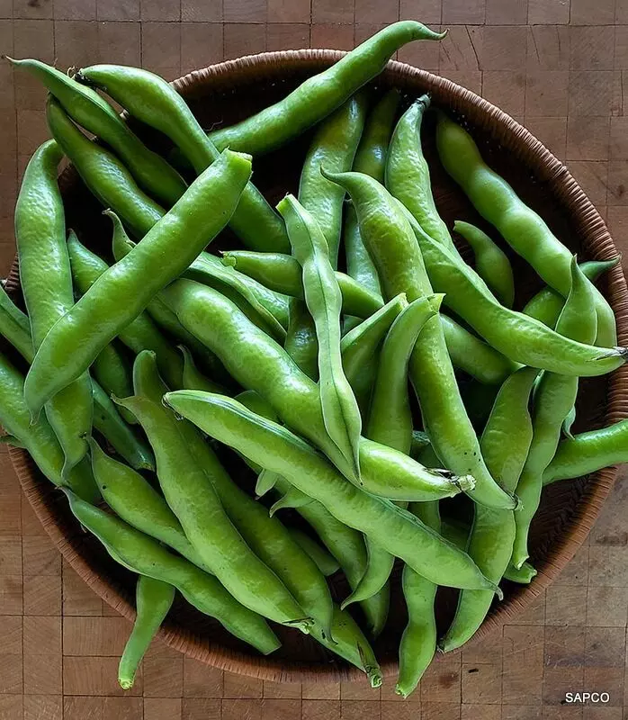 Eating Broad Beans: చిక్కుడు కాయ తింటే ఇన్ని ప్రయోజనాలా.? Eating Broad Beans: చిక్కుడు కాయ తింటే ఇన్ని ప్రయోజనాలా.?
