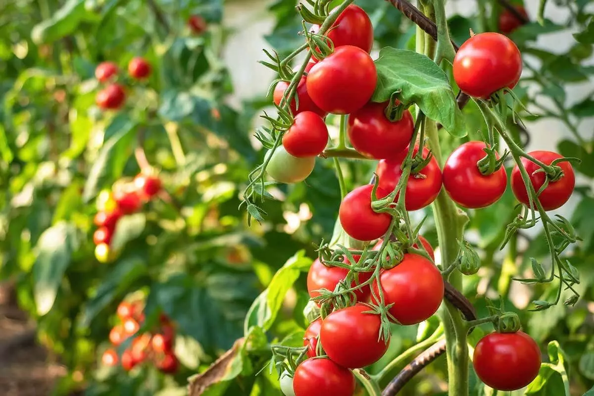 Tomatoes: టమాటా గుండె జబ్బుల ప్రమాదాన్ని తగ్గిస్తుందా? Tomatoes: టమాటా గుండె జబ్బుల ప్రమాదాన్ని తగ్గిస్తుందా?
