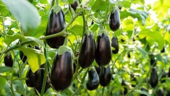 Eating Brinjal Help in Weight Loss: వంకాయ తింటే బరువు తగ్గుతారా.. వంకాయ ఎలాంటి వారు తినకూడదు.? Eating Brinjal Help in Weight Loss: వంకాయ తింటే బరువు తగ్గుతారా.. వంకాయ ఎలాంటి వారు తినకూడదు.?