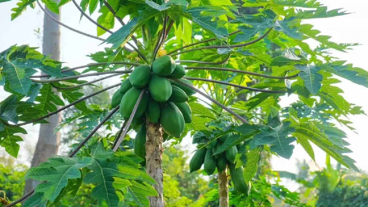 Papaya Tree: ఇంటి ముందు బొప్పాయి చెట్టు ఎందుకు ఉండకూడదో తెలుసా..? Papaya Tree: ఇంటి ముందు బొప్పాయి చెట్టు ఎందుకు ఉండకూడదో తెలుసా..?