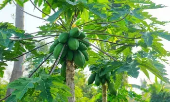 Papaya Tree: ఇంటి ముందు బొప్పాయి చెట్టు ఎందుకు ఉండకూడదో తెలుసా..?