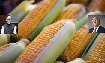 US-India Corn Import Deal:  అమెరికా-భారత్ మొక్కజొన్న దిగుమతి ఒప్పందం: రైతుల ఆందోళనల మధ్య కొత్త అధ్యాయం