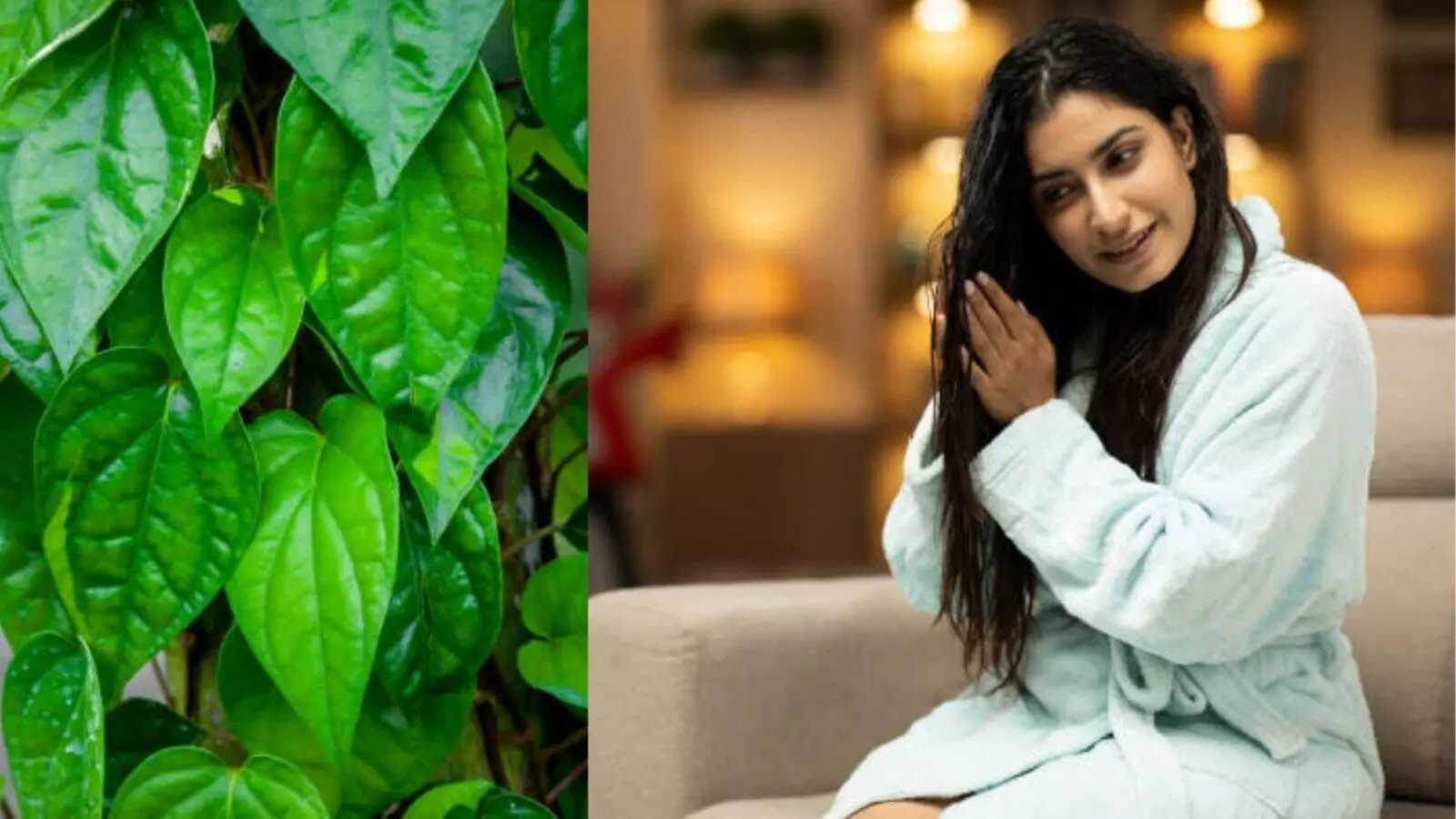 Betel Leaves for Silky Hair: పట్టులాంటి జుట్టుకు తమలపాకు.. ప్రయోజనాలు తెలుసుకోండి! Betel Leaves for Silky Hair: పట్టులాంటి జుట్టుకు తమలపాకు.. ప్రయోజనాలు తెలుసుకోండి!