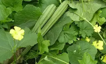 Ridge Gourd: బీరకాయను లైట్ తీసుకోవద్దు.. అద్భుత ప్రయోజనాలు