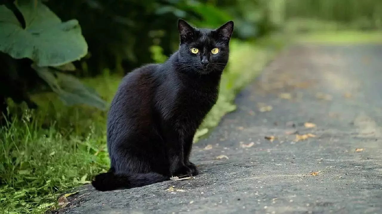 Black Cat: నల్ల పిల్లి ఎదురొస్తే ఏమవుతుంది..? తప్పక తెలుసుకోండి.. Black Cat: నల్ల పిల్లి ఎదురొస్తే ఏమవుతుంది..? తప్పక తెలుసుకోండి..