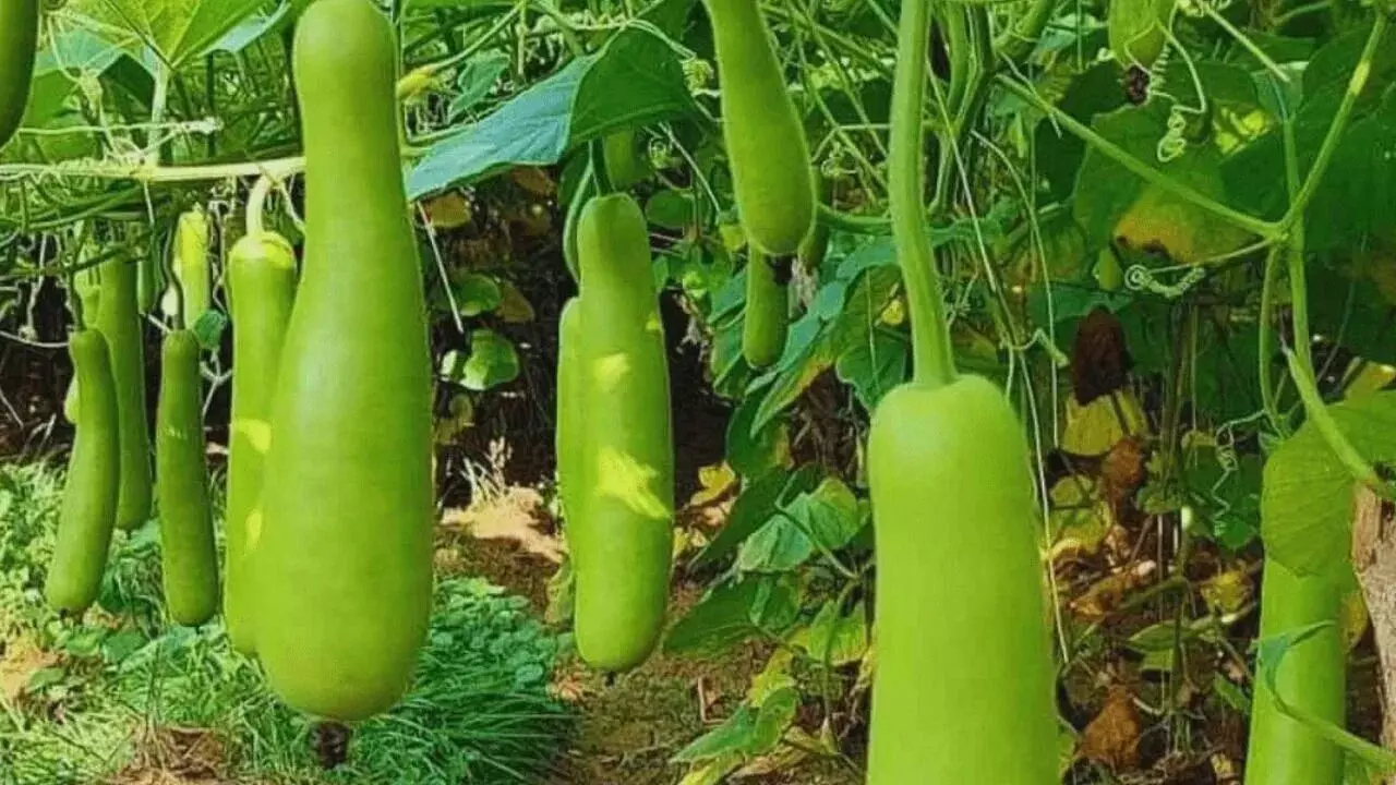 Health Benefits of Bottle Gourd: సోరకాయతో అద్భుత ప్రయోజనాలు Health Benefits of Bottle Gourd: సోరకాయతో అద్భుత ప్రయోజనాలు