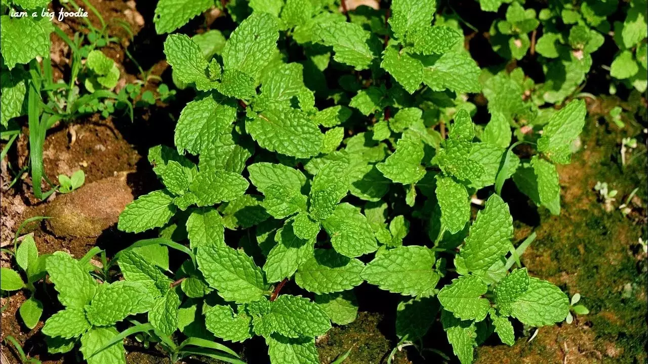 Mint as a Natural Medicine: ఆరోగ్యానికి ఔషదంగా పూదీనా.. రోజూ తింటే అద్భుత ప్రయోజనాలు Mint as a Natural Medicine: ఆరోగ్యానికి ఔషదంగా పూదీనా.. రోజూ తింటే అద్భుత ప్రయోజనాలు