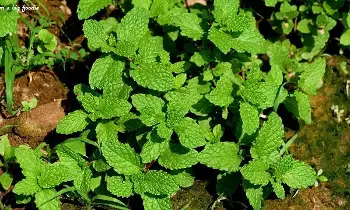 Mint as a Natural Medicine: ఆరోగ్యానికి ఔషదంగా పూదీనా.. రోజూ తింటే అద్భుత ప్రయోజనాలు