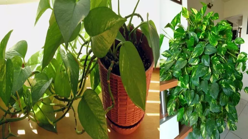 Place a Money Plant at Home for Wealth: ఇంట్లో మనీ ప్లాంట్ ఏ దిశలో ఉంచితే ధనయోగం Place a Money Plant at Home for Wealth: ఇంట్లో మనీ ప్లాంట్ ఏ దిశలో ఉంచితే ధనయోగం