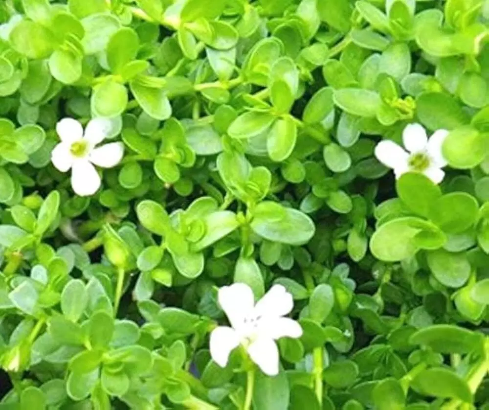 Brahmi Leaf: ఈ ఒక్క ఆకుతో వంద వ్యాధులకు చెక్ Brahmi Leaf: ఈ ఒక్క ఆకుతో వంద వ్యాధులకు చెక్