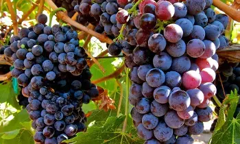 Grapes Reduce the Risk of Cancer: ద్రాక్షతో క్యాన్సర్ ప్రమాదాన్ని తగ్గించవచ్చా.?