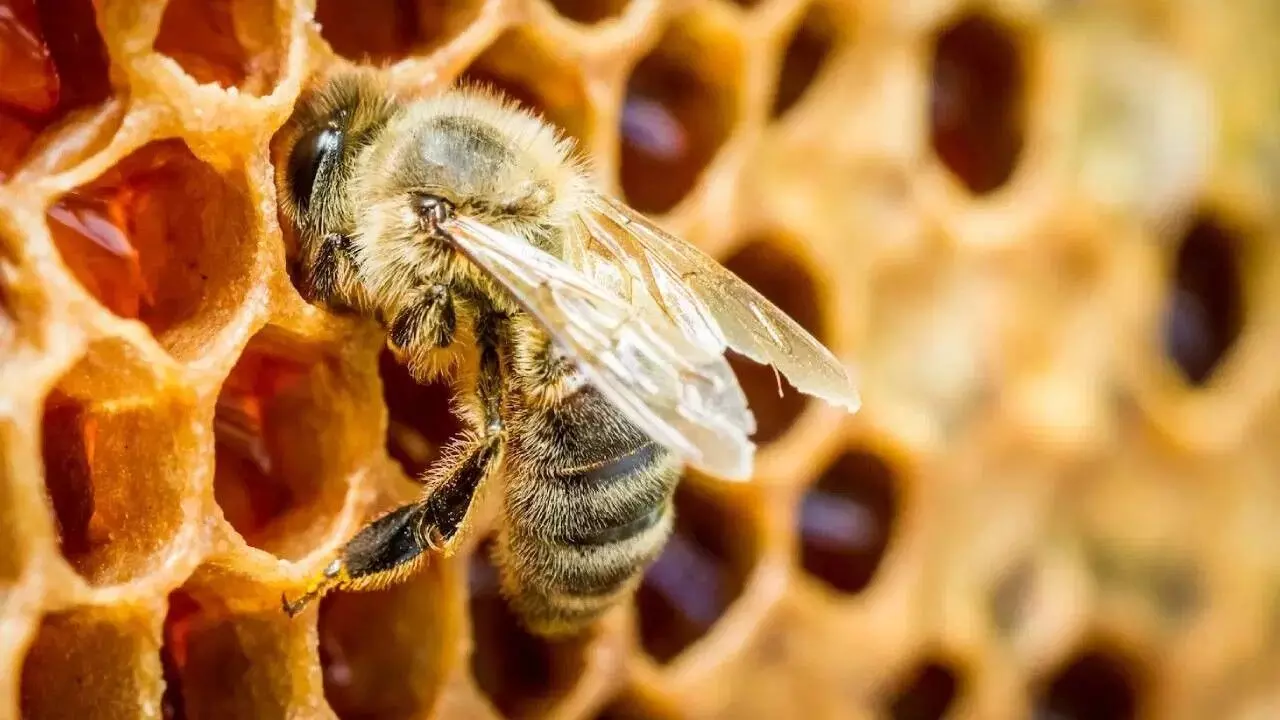 National Honey Mission : స్వీట్ రివల్యూషన్ దిశగా భారత్..తేనెటీగల పెంపకానికి కేంద్రం రూ.500 కోట్లు National Honey Mission : స్వీట్ రివల్యూషన్ దిశగా భారత్..తేనెటీగల పెంపకానికి కేంద్రం రూ.500 కోట్లు