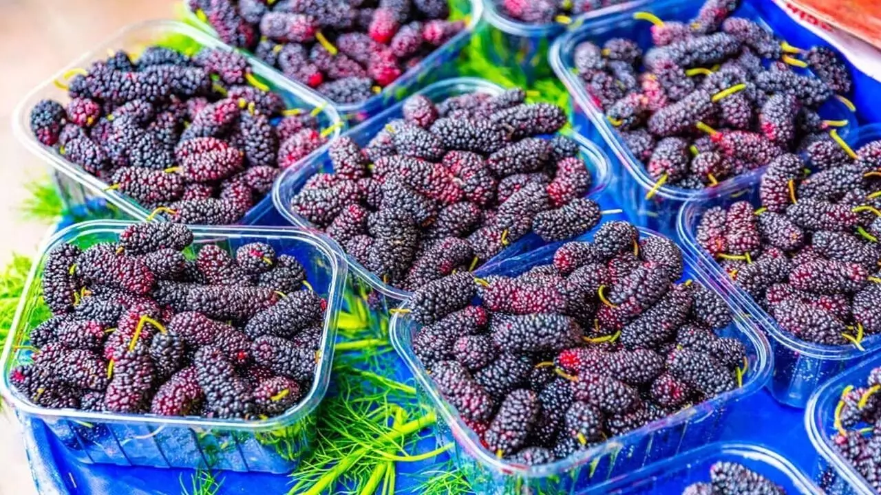 Mulberry Help Inhibiting Cancer Cells: మల్బరీ క్యాన్సర్ కణాలను నిరోధిస్తుందా.? Mulberry Help Inhibiting Cancer Cells: మల్బరీ క్యాన్సర్ కణాలను నిరోధిస్తుందా.?