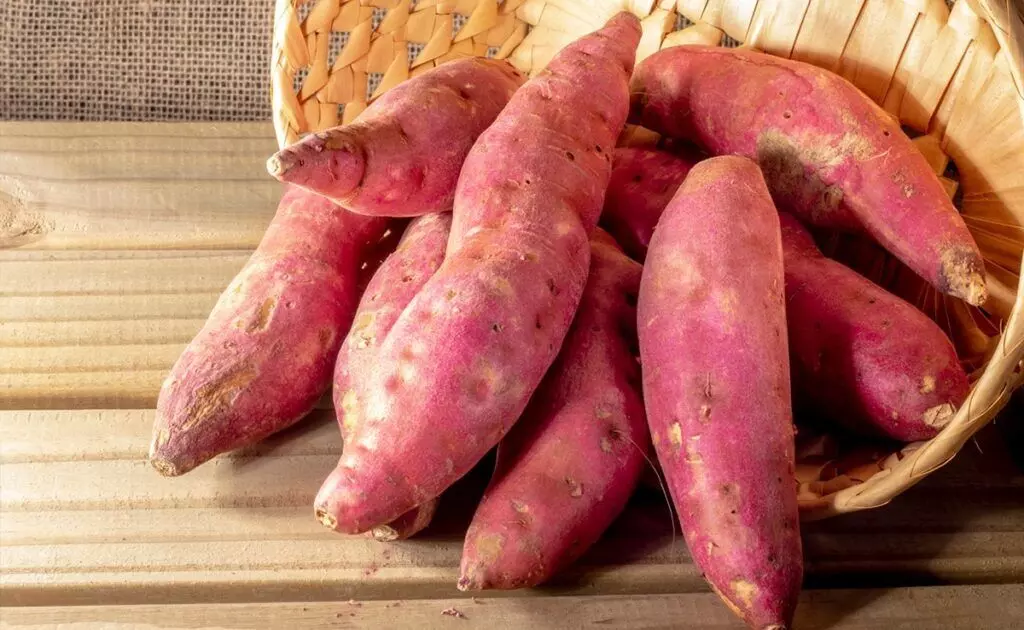 Health Benefits of Sweet Potato: చలికాలపు సూపర్ ఫుడ్.. చిలగడదుంపతో 6 అద్భుత ఆరోగ్య ప్రయోజనాలు Health Benefits of Sweet Potato: చలికాలపు సూపర్ ఫుడ్.. చిలగడదుంపతో 6 అద్భుత ఆరోగ్య ప్రయోజనాలు