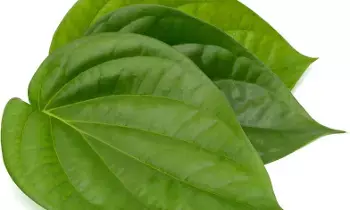 Betel Leaf After Meals: భోజనం తర్వాత తమలపాకు: ఆరోగ్యానికి మేలు చేస్తుందా? Betel Leaf After Meals: భోజనం తర్వాత తమలపాకు: ఆరోగ్యానికి మేలు చేస్తుందా?