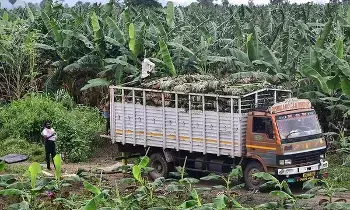 Banana Crisis : ఎంత దారుణం..: సిటీలో డజన్ రూ. 70.. రైతుకు కిలో కేవలం రూ.1..అరటి రైతుల కన్నీటి గాథ! Banana Crisis : ఎంత దారుణం..: సిటీలో డజన్ రూ. 70.. రైతుకు కిలో కేవలం రూ.1..అరటి రైతుల కన్నీటి గాథ!