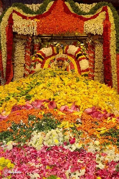 Sri Padmavati Amavari Pushpayaagam Ceremony: శోభాయమానంగా శ్రీ పద్మావతి అమ్మవారి పుష్పయాగం Sri Padmavati Amavari Pushpayaagam Ceremony: శోభాయమానంగా శ్రీ పద్మావతి అమ్మవారి పుష్పయాగం