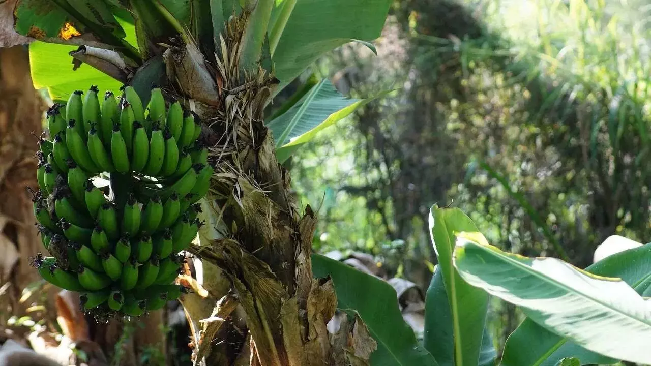 Banana Plant at Home: ఇంట్లో అరటి మొక్క: వాస్తు ప్రకారం శుభ ఫలితాలు, ఈశాన్య దిశలోనే ఎందుకు నాటాలి..? Banana Plant at Home: ఇంట్లో అరటి మొక్క: వాస్తు ప్రకారం శుభ ఫలితాలు, ఈశాన్య దిశలోనే ఎందుకు నాటాలి..?