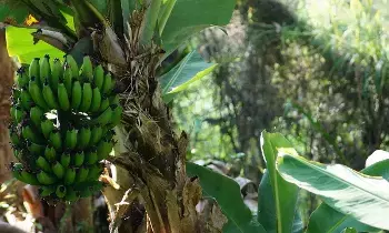 Banana Plant at Home:  ఇంట్లో అరటి మొక్క: వాస్తు ప్రకారం శుభ ఫలితాలు, ఈశాన్య దిశలోనే ఎందుకు నాటాలి..?