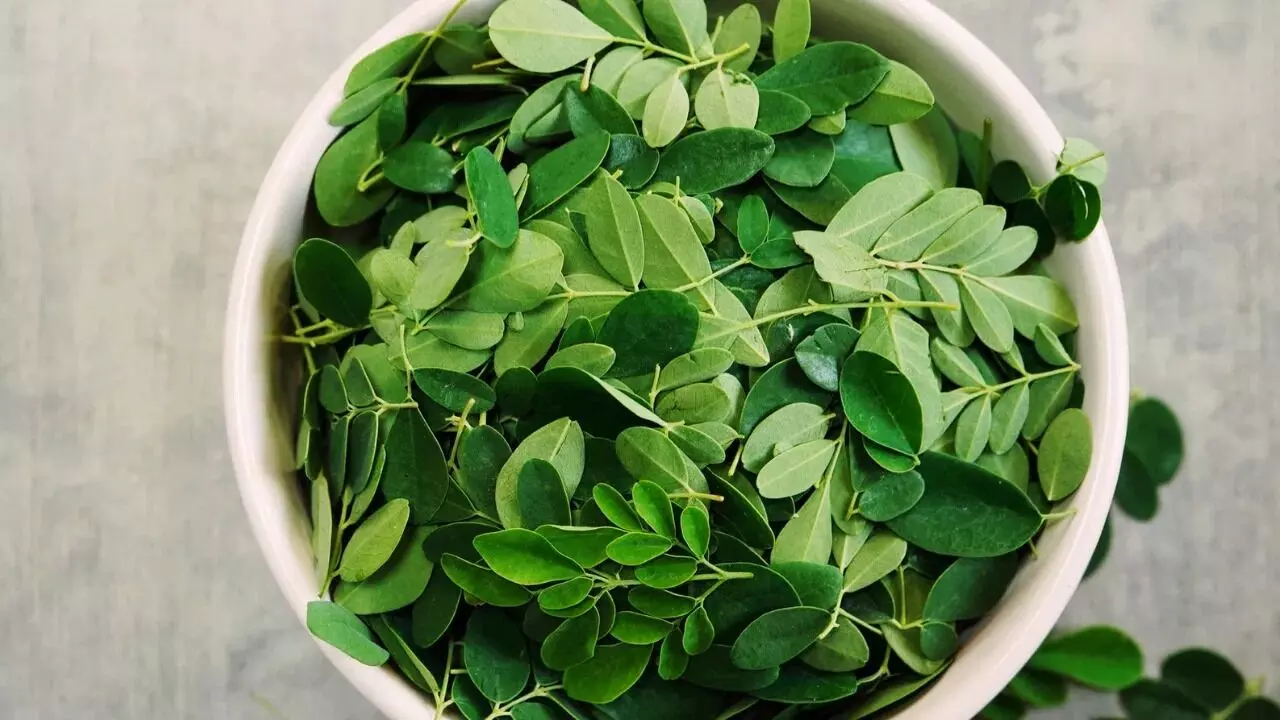 This Leaf Can Keep Diseases in Check: ఈ ఆకుతో జబ్బులకు చెక్.. రోజూ తింటే అద్భుత ఆరోగ్య ప్రయోజనాలు This Leaf Can Keep Diseases in Check: ఈ ఆకుతో జబ్బులకు చెక్.. రోజూ తింటే అద్భుత ఆరోగ్య ప్రయోజనాలు