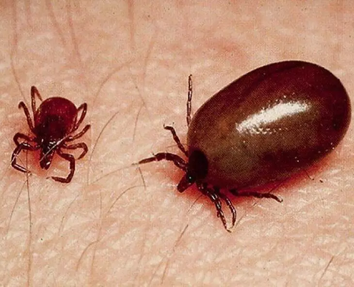 Scrub Typhus Disease: స్క్రబ్ టైఫస్ వ్యాధి.. ఈ జాగ్రత్తలు తీసుకోండి! Scrub Typhus Disease: స్క్రబ్ టైఫస్ వ్యాధి.. ఈ జాగ్రత్తలు తీసుకోండి!