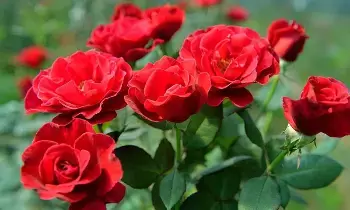 Rose Plant at Home: ఇంట్లో గులాబీ మొక్క: వాస్తు ప్రకారం శుభమా..? అశుభమా?