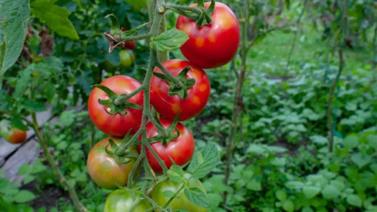 Tomatoes Cause Kidney Stones: టమాటాలు తినడం వల్ల కిడ్నీలో రాళ్లు వస్తాయా? నిపుణులు ఏమంటున్నారు..? Tomatoes Cause Kidney Stones: టమాటాలు తినడం వల్ల కిడ్నీలో రాళ్లు వస్తాయా? నిపుణులు ఏమంటున్నారు..?