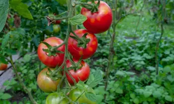 Tomatoes Cause Kidney Stones: టమాటాలు తినడం వల్ల కిడ్నీలో రాళ్లు వస్తాయా? నిపుణులు ఏమంటున్నారు..? Tomatoes Cause Kidney Stones: టమాటాలు తినడం వల్ల కిడ్నీలో రాళ్లు వస్తాయా? నిపుణులు ఏమంటున్నారు..?