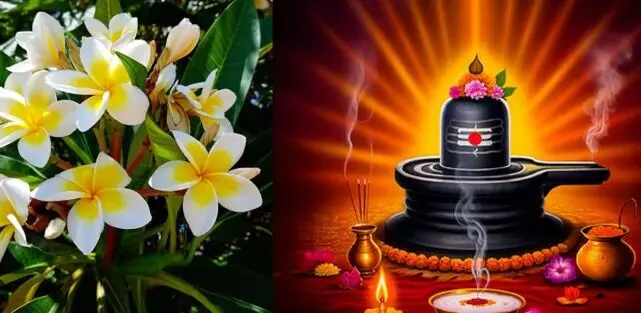 Ketaki Flower: కేతకీ పుష్పం అంటే ఏంటి.. శివుడి పూజలో ఎందుకు వాడొద్దు.? Ketaki Flower: కేతకీ పుష్పం అంటే ఏంటి.. శివుడి పూజలో ఎందుకు వాడొద్దు.?