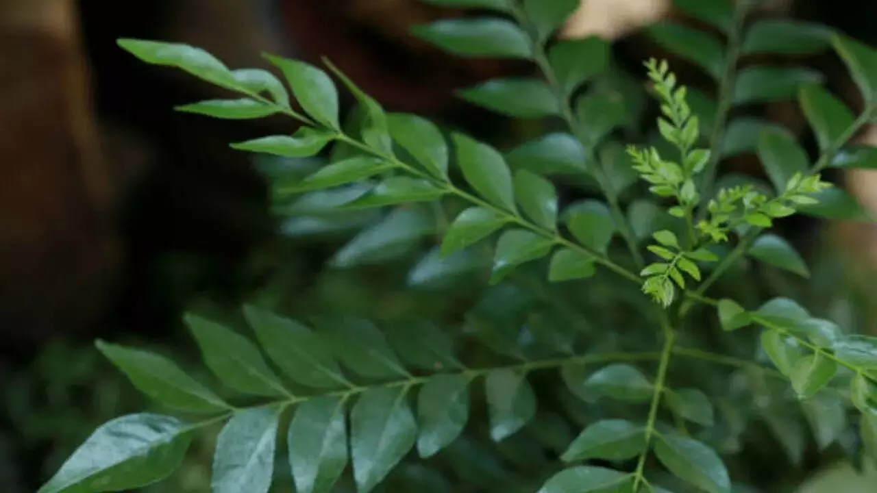 Control Diabetes with Curry Leaves: వారెవ్వా.. మధుమేహానికి కరివేపాకుతో చెక్.. Control Diabetes with Curry Leaves: వారెవ్వా.. మధుమేహానికి కరివేపాకుతో చెక్..