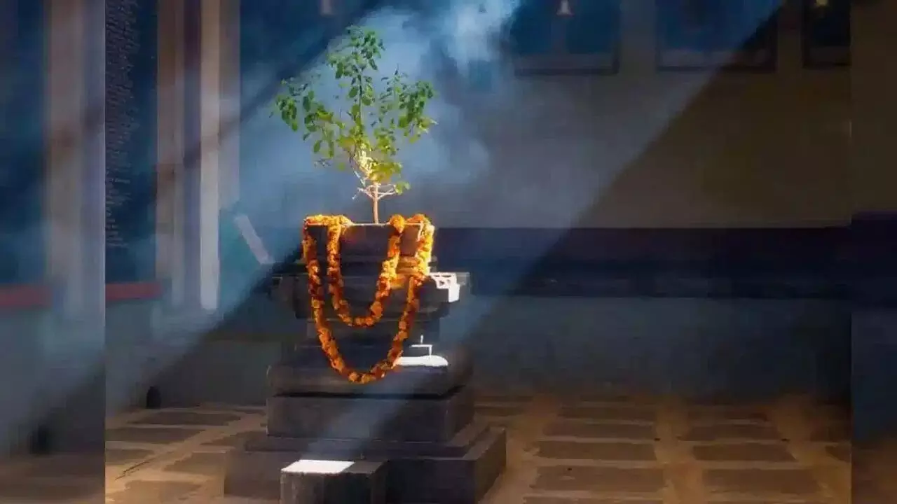 Grass Sprouting Near the Tulsi Plant: తులసి మొక్క దగ్గర గడ్డి మొలిచిందా..? మీకు అదృష్టం వరించినట్లే Grass Sprouting Near the Tulsi Plant: తులసి మొక్క దగ్గర గడ్డి మొలిచిందా..? మీకు అదృష్టం వరించినట్లే