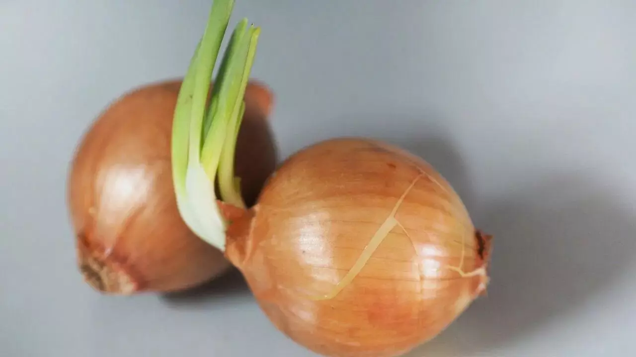 Sprouted Onions: మొలకెత్తిన ఉల్లిపాయలు తింటే ఆరోగ్యానికి మంచిదేనా...? Sprouted Onions: మొలకెత్తిన ఉల్లిపాయలు తింటే ఆరోగ్యానికి మంచిదేనా...?