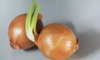 Sprouted Onions: మొలకెత్తిన ఉల్లిపాయలు తింటే ఆరోగ్యానికి మంచిదేనా...? Sprouted Onions: మొలకెత్తిన ఉల్లిపాయలు తింటే ఆరోగ్యానికి మంచిదేనా...?