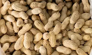 Throwing Away Peanut Shells: వేరుశెనగ పొట్టును తీసి పారేస్తున్నారా? అయితే మీరు ఈ అద్భుత ప్రయోజనాలను కోల్పోతున్నట్లే Throwing Away Peanut Shells: వేరుశెనగ పొట్టును తీసి పారేస్తున్నారా? అయితే మీరు ఈ అద్భుత ప్రయోజనాలను కోల్పోతున్నట్లే