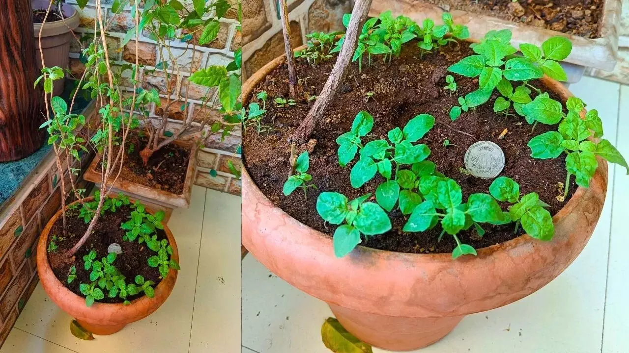 Tulsi Plant Drying at Home: మీ ఇంట్లోని తులసి మొక్క ఎండిపోతుందా? ఈ చిన్న చిట్కాలతో మళ్లీ పచ్చగా మార్చేయండి Tulsi Plant Drying at Home: మీ ఇంట్లోని తులసి మొక్క ఎండిపోతుందా? ఈ చిన్న చిట్కాలతో మళ్లీ పచ్చగా మార్చేయండి