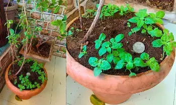 Tulsi Plant Drying at Home: మీ ఇంట్లోని తులసి మొక్క ఎండిపోతుందా? ఈ చిన్న చిట్కాలతో మళ్లీ పచ్చగా మార్చేయండి