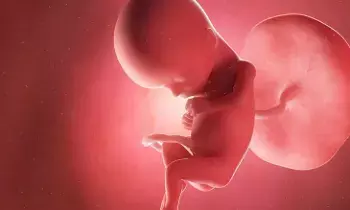 Miscarriages Occur Repeatedly: వరుసగా గర్భస్రావాలు అవుతుంటే ఏం చేయాలి? Miscarriages Occur Repeatedly: వరుసగా గర్భస్రావాలు అవుతుంటే ఏం చేయాలి?