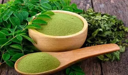 Drumstick Leaves: మునగాకుతో నిత్య యవ్వనం Drumstick Leaves: మునగాకుతో నిత్య యవ్వనం
