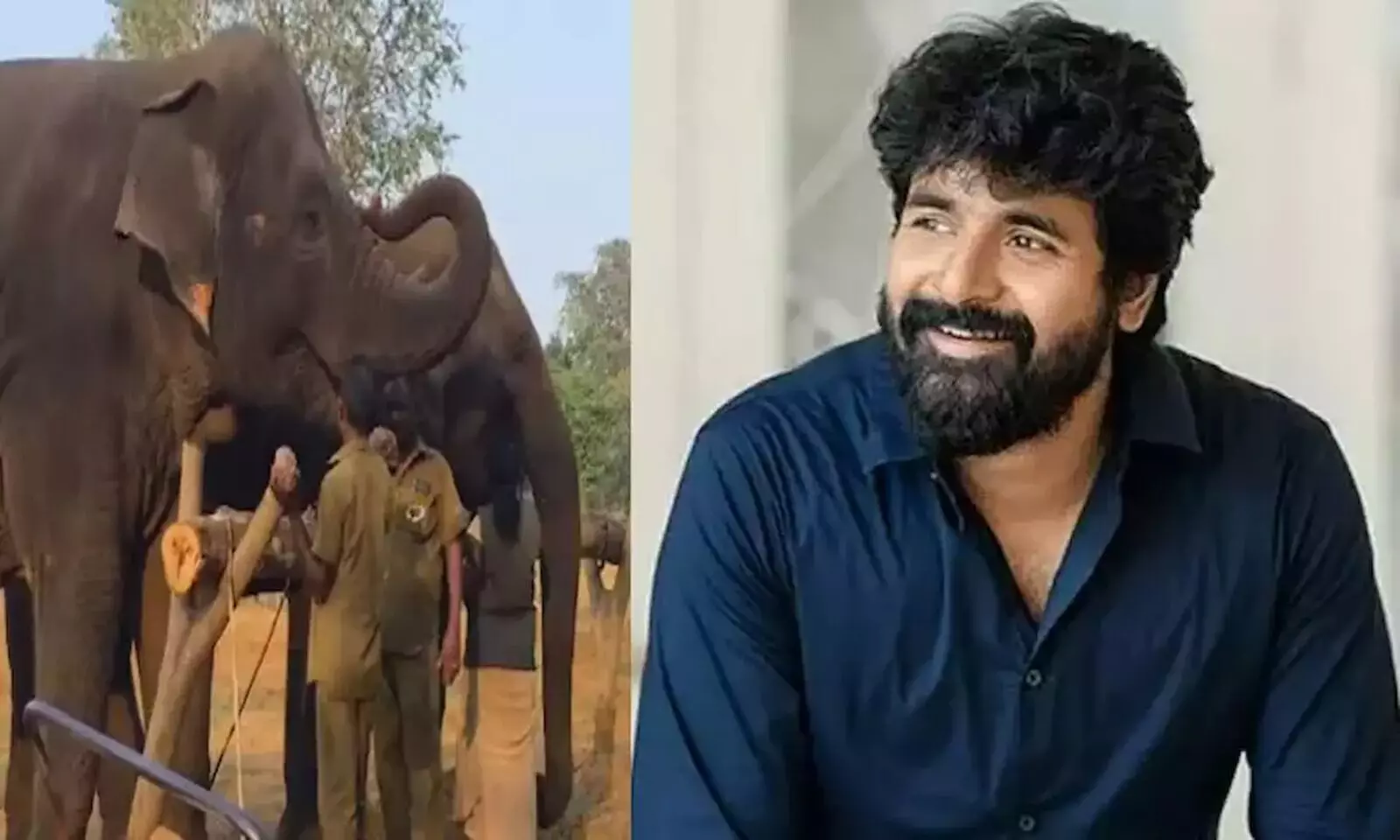 Sivakarthikeyan: రియల్ హీరో అనిపించుకున్న శివ కార్తికేయన్.. ఏనుగును దత్తత తీసుకున్న స్టార్ హీరో.. Sivakarthikeyan: రియల్ హీరో అనిపించుకున్న శివ కార్తికేయన్.. ఏనుగును దత్తత తీసుకున్న స్టార్ హీరో..