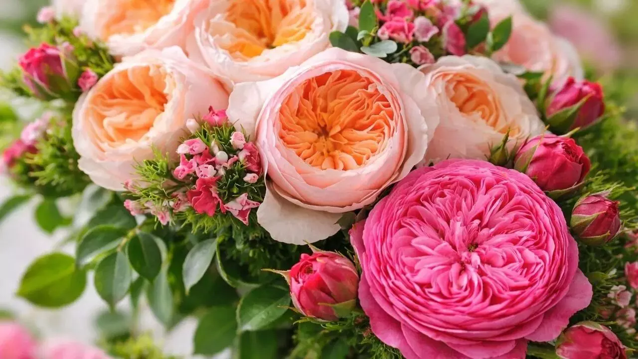 Worlds Costliest Rose: ప్రపంచంలోనే అత్యంత ఖరీదైన జూలియట్ రోజ్ ధర ఎంతో తెలిస్తే కళ్లు తిరిగి పడడం ఖాయం Worlds Costliest Rose: ప్రపంచంలోనే అత్యంత ఖరీదైన జూలియట్ రోజ్ ధర ఎంతో తెలిస్తే కళ్లు తిరిగి పడడం ఖాయం