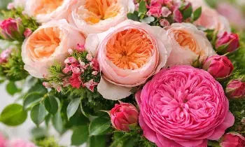 Worlds Costliest Rose: ప్రపంచంలోనే అత్యంత ఖరీదైన జూలియట్ రోజ్ ధర ఎంతో తెలిస్తే కళ్లు తిరిగి పడడం ఖాయం Worlds Costliest Rose: ప్రపంచంలోనే అత్యంత ఖరీదైన జూలియట్ రోజ్ ధర ఎంతో తెలిస్తే కళ్లు తిరిగి పడడం ఖాయం