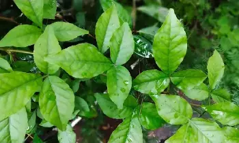 Sins of Three Births Forgiven: ఒక్క బిల్వ పత్రం.. మూడు జన్మల పాప పరిహారం! శివయ్యకు బిల్వదళం ఎందుకు అంత ఇష్టం? Sins of Three Births Forgiven: ఒక్క బిల్వ పత్రం.. మూడు జన్మల పాప పరిహారం! శివయ్యకు బిల్వదళం ఎందుకు అంత ఇష్టం?