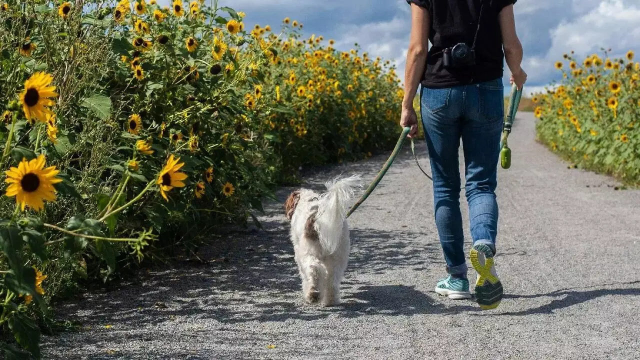 30 Minutes of Walking a Day Can Transform Your Health: జిమ్కు వెళ్లలేకపోతున్నారా? రోజుకు 30 నిమిషాల నడకతో మీ ఆరోగ్యం మీ గుప్పిట్లో.. 30 Minutes of Walking a Day Can Transform Your Health: జిమ్కు వెళ్లలేకపోతున్నారా? రోజుకు 30 నిమిషాల నడకతో మీ ఆరోగ్యం మీ గుప్పిట్లో..