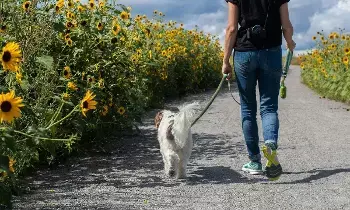 30 Minutes of Walking a Day Can Transform Your Health: జిమ్‌కు వెళ్లలేకపోతున్నారా? రోజుకు 30 నిమిషాల నడకతో మీ ఆరోగ్యం మీ గుప్పిట్లో..