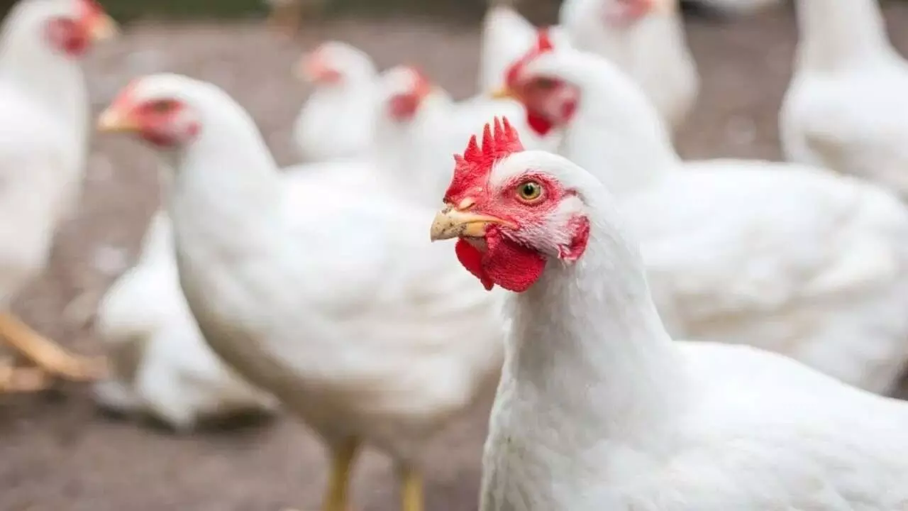 Poultry Ban : భారత్ పౌల్ట్రీకి సౌదీ షాక్.. కోడి మాంసం, గుడ్ల దిగుమతులపై నిషేధం Poultry Ban : భారత్ పౌల్ట్రీకి సౌదీ షాక్.. కోడి మాంసం, గుడ్ల దిగుమతులపై నిషేధం