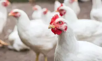 Poultry Ban : భారత్ పౌల్ట్రీకి సౌదీ షాక్.. కోడి మాంసం, గుడ్ల దిగుమతులపై నిషేధం Poultry Ban : భారత్ పౌల్ట్రీకి సౌదీ షాక్.. కోడి మాంసం, గుడ్ల దిగుమతులపై నిషేధం